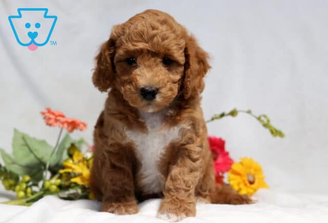 Adorable apricot Bichpoo puppy sitting on a white blanket with colorful flowers nearby, showcasing a curly teddy bear coat, bright dark eyes, a white chest patch, and a sweet, attentive expression. image