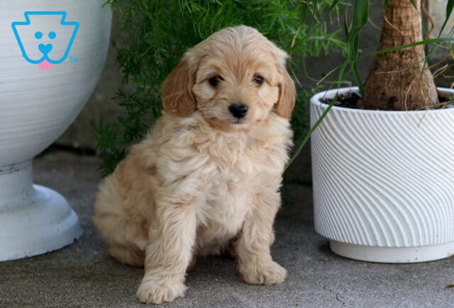Maxy Cavapoo image