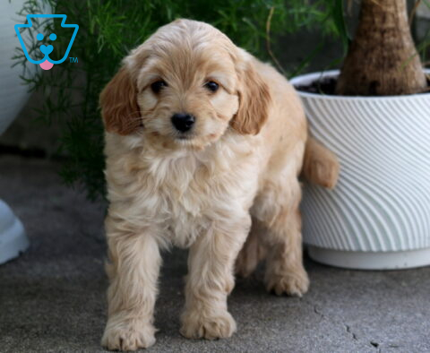 Maxy Cavapoo2