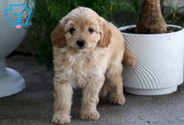 Maxy Cavapoo2 image