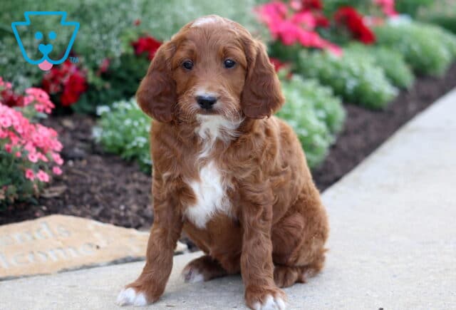 Maxy Irishdoodle image