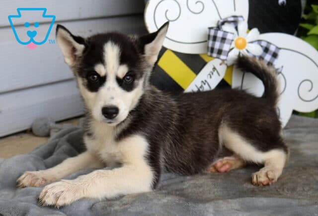 Black and white Siberian Husky puppy with striking facial markings relaxing on a soft gray blanket, looking curiously at the camera beside a cheerful bee-themed garden decoration. image