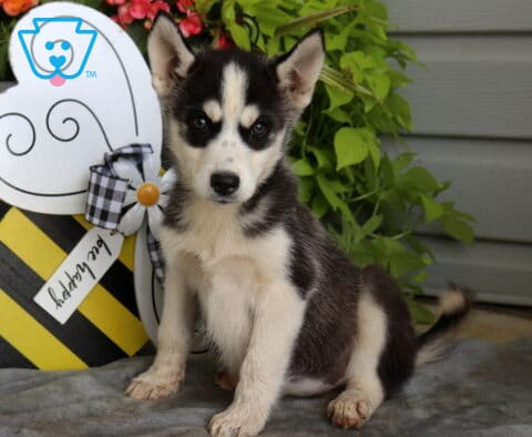 Black and white Siberian Husky puppy sitting proudly on a soft gray blanket with bright, attentive eyes beside a playful bee-themed garden decoration and lush greenery.