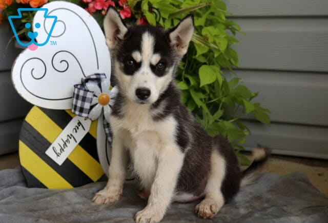 Black and white Siberian Husky puppy sitting proudly on a soft gray blanket with bright, attentive eyes beside a playful bee-themed garden decoration and lush greenery. image