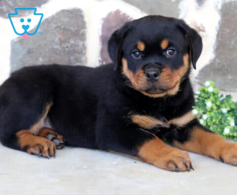Sweet Rottweiler puppy relaxing on a concrete surface with rich black-and-tan markings, looking attentively toward the camera beside a cluster of white flowers and a natural stone wall background.