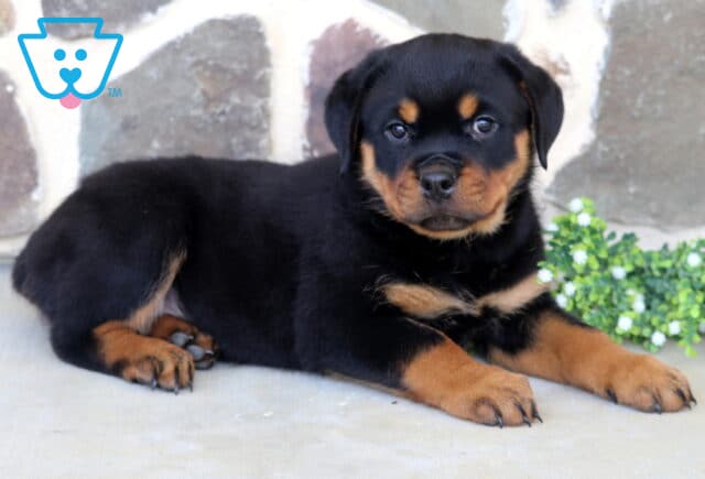 Sweet Rottweiler puppy relaxing on a concrete surface with rich black-and-tan markings, looking attentively toward the camera beside a cluster of white flowers and a natural stone wall background. image