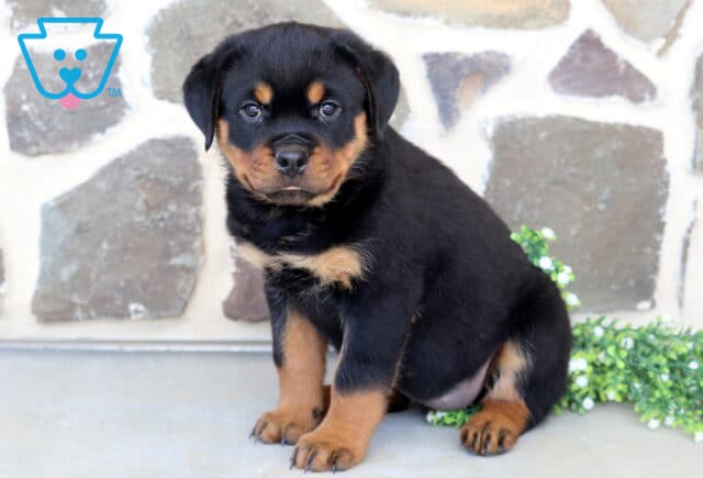 Alert Rottweiler puppy sitting proudly on a concrete surface, showcasing classic black-and-tan markings and a sturdy build, posed in front of a rustic stone wall with greenery and white flowers nearby. image