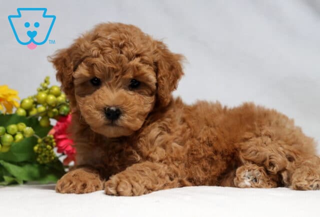 Mckenzie Bichpoo image