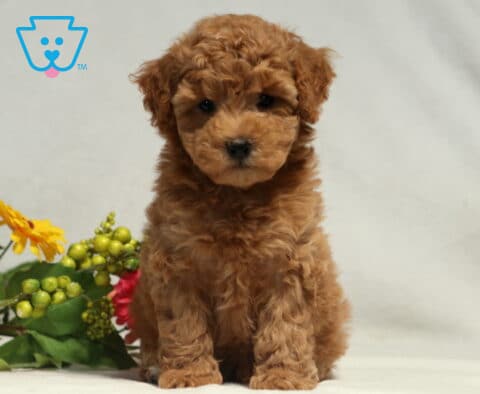 Mckenzie Bichpoo2