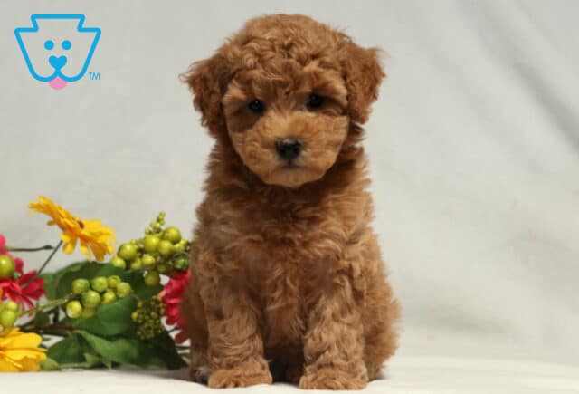 Mckenzie Bichpoo2 image