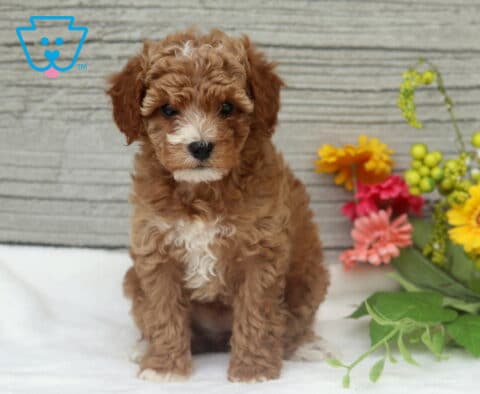 Mckenzie Mini Poodle