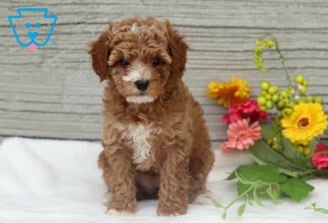 Mckenzie Mini Poodle image