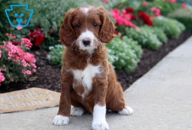 Meadow Irishdoodle image