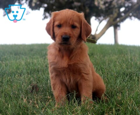 Melody Golden Retriever