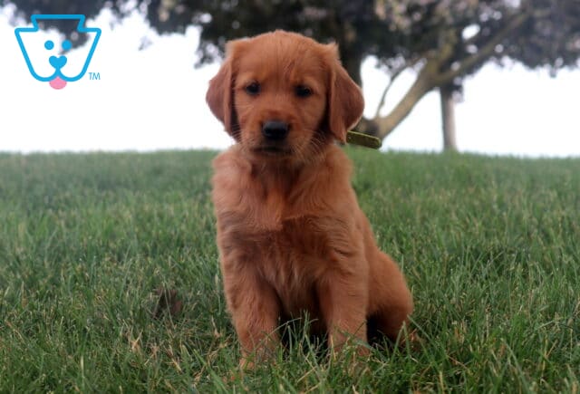 Melody Golden Retriever image