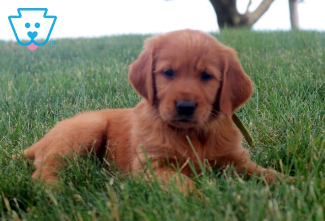 Melody Golden Retriever2 image