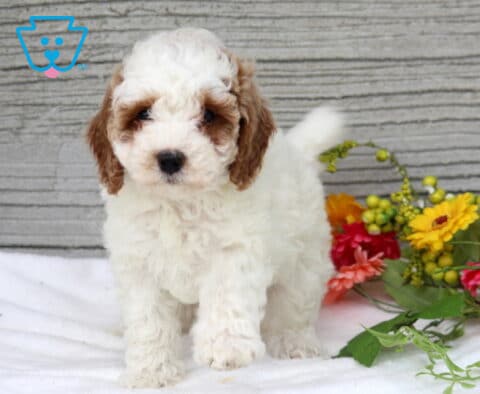 Melody Mini Poodle