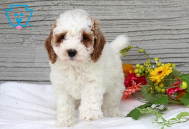 Melody Mini Poodle image