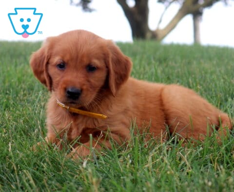 Mia Golden Retriever