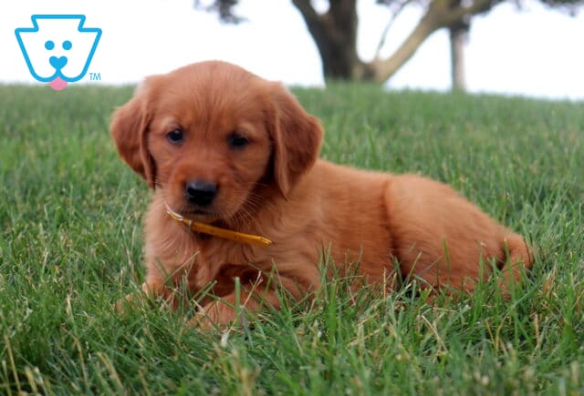 Mia Golden Retriever image