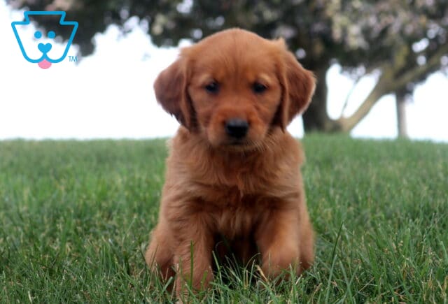 Mia Golden Retriever2 image