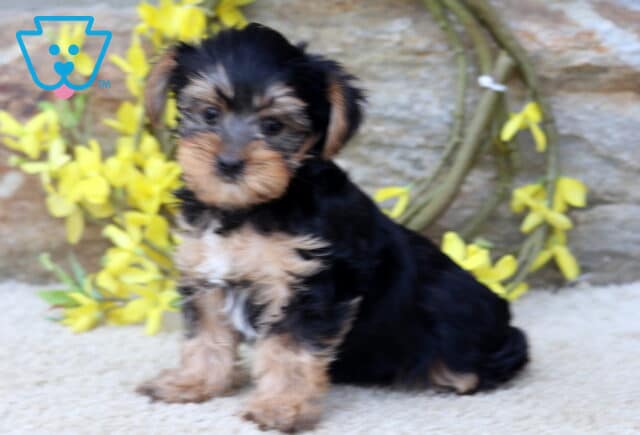 Mickey Yorkie image
