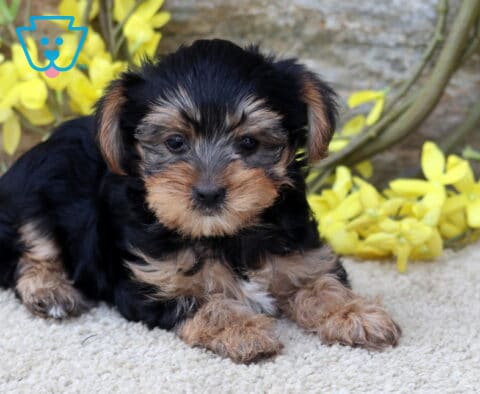 Mickey Yorkie2