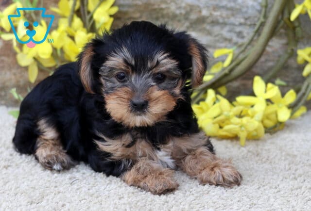 Mickey Yorkie2 image
