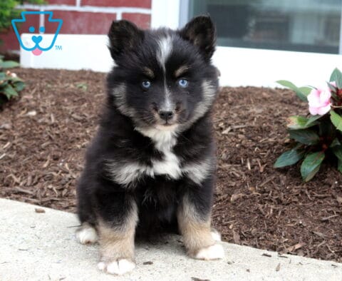 Midnight Pomsky