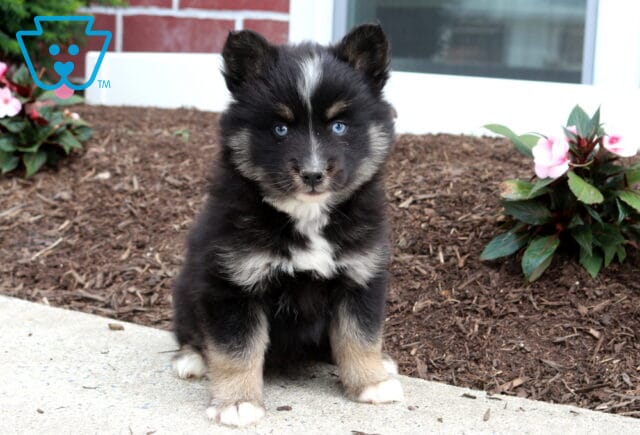Midnight Pomsky image