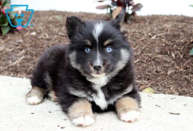 Midnight Pomsky2 image
