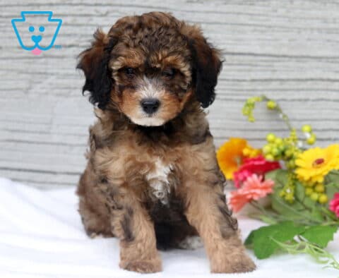 Midnight mini Poodle