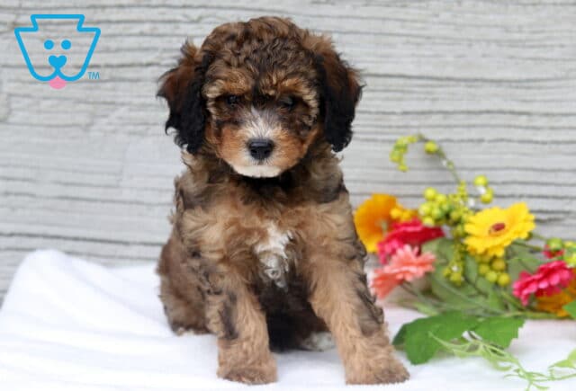 Midnight mini Poodle image