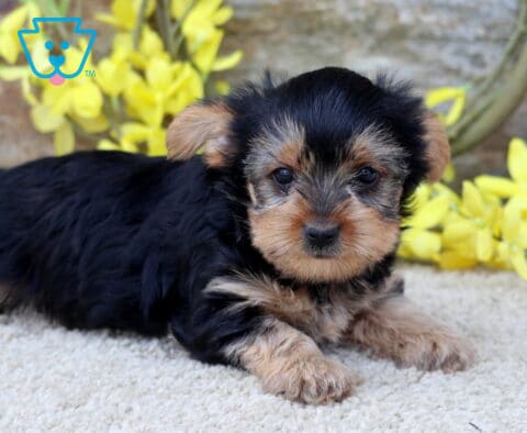 Mighty Yorkie