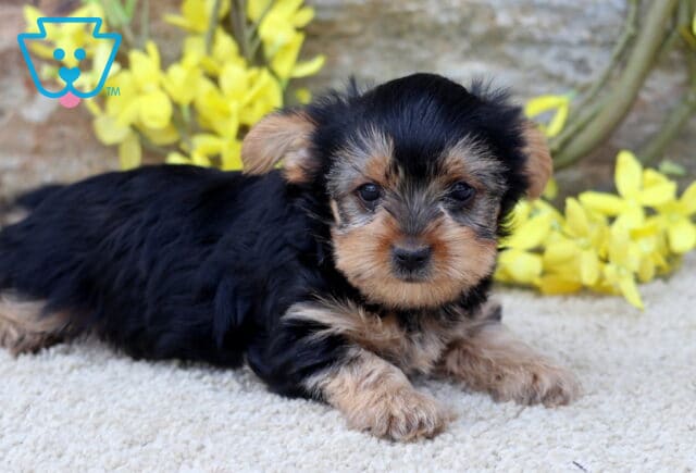 Mighty Yorkie image