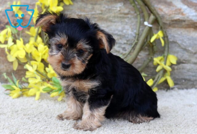 Mighty Yorkie2 image