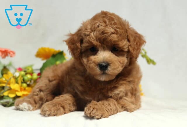 Mika Bichpoo image