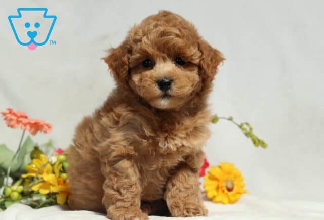 Mika Bichpoo2 image