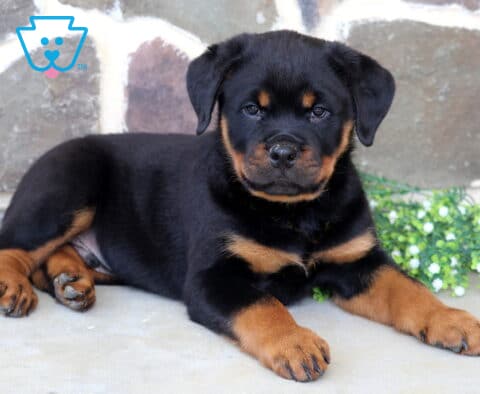 Stocky Rottweiler puppy lounging on a concrete surface beside small white blossoms, showcasing a glossy black coat with rich tan markings and a calm, watchful expression against a stone wall backdrop.