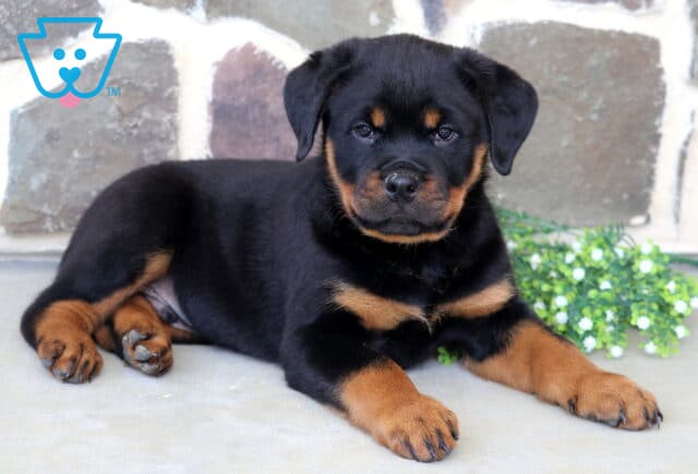 Stocky Rottweiler puppy lounging on a concrete surface beside small white blossoms, showcasing a glossy black coat with rich tan markings and a calm, watchful expression against a stone wall backdrop. image