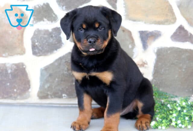 Chubby Rottweiler puppy sitting beside a patch of tiny white flowers, featuring classic black-and-tan coloring, a sweet expression with its tongue slightly peeking out, and a rustic stone wall background. image