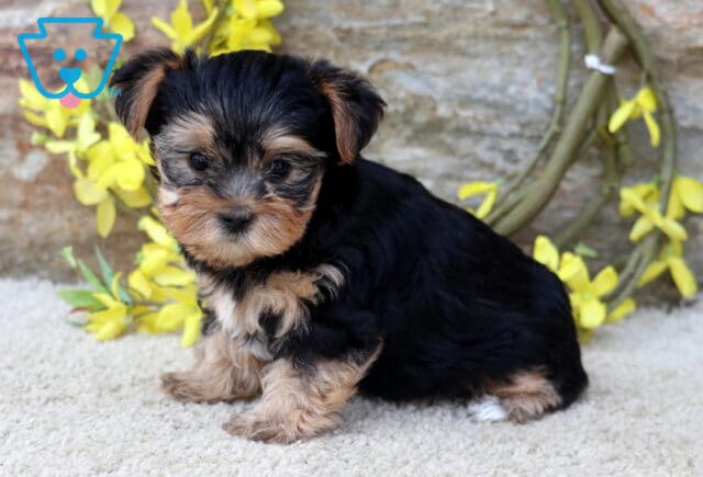 Mika Yorkie image