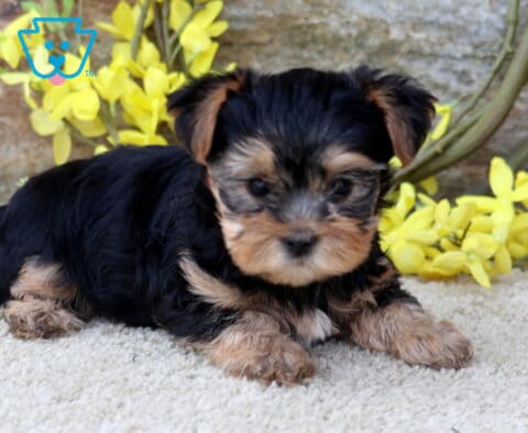 Mika Yorkie2
