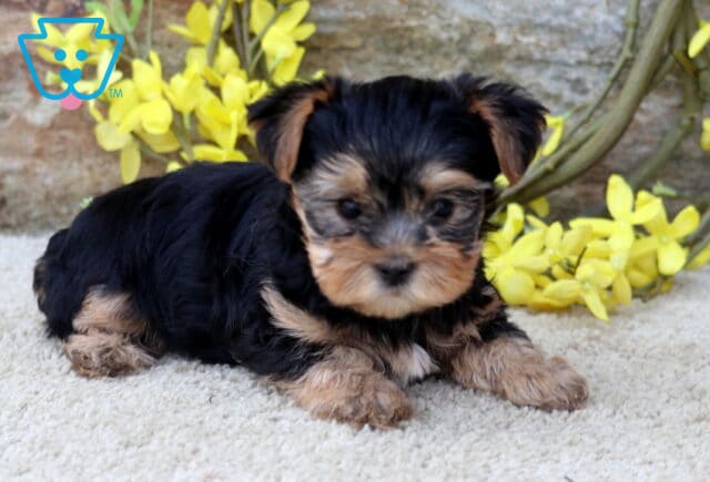 Mika Yorkie2 image