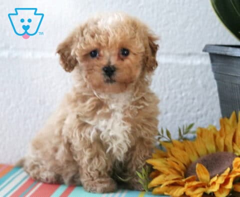 Miles Maltipoo