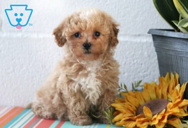 Tiny apricot Maltipoo puppy sitting beside a sunflower display and potted plant, featuring a fluffy curly coat, petite frame, and an irresistibly sweet expression. image