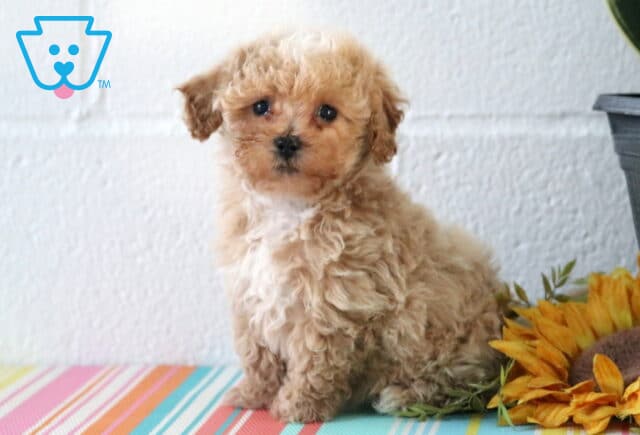 Adorable cream Maltipoo puppy posing on a colorful striped surface beside sunflower accents, showcasing a fluffy textured coat, petite features, and a bright, curious gaze. image