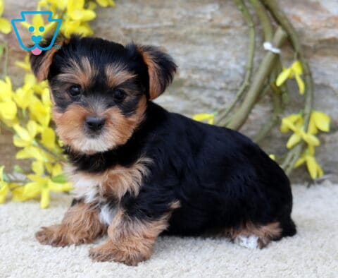 Miles Yorkie