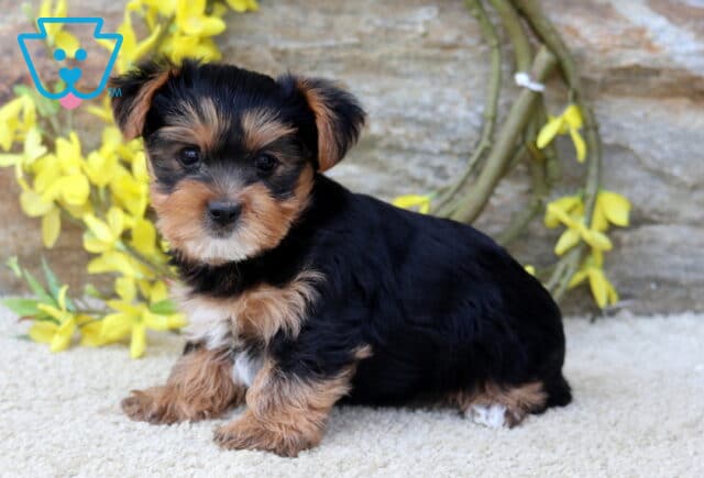 Miles Yorkie image