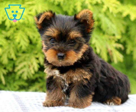 Miles Yorkie